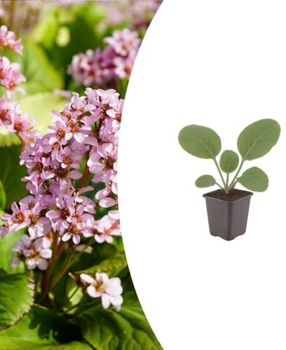 Bergenia cordifolia | 6 pezzi - 10-25cm - Ø9cm - Pianta da giardino