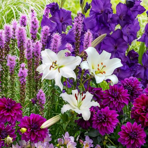 Fleurs d'été bulbes Collection Purple Garden - 25 pièces - Glaïeuls/Dahlias/Lys/Freesias/Liatris - vivace mélange de bulbes - Qualité Néerlandaise - Pour jardin, pots