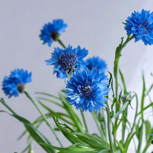 Fiordaliso semi di coperto giardino ornamentali giardino interno semi 200pcs