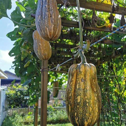 Semillas de calabaza - resistentes para jardines de rocas exótico antiguas variedades variedades antiguas balcón invernadero calabaza ornamental 70pcs