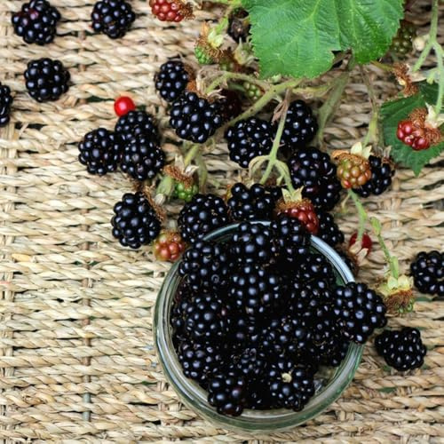 semillas de mora silvestre columnares zarzamora de jardín resistentes al aire libre raras 350pcs