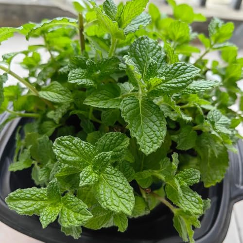Semillas de menta verde - de jardín Semillas de menta orgánicas, Semillas de perennes Las de jardín son perennes resistentes 300pcs