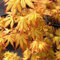 10 Semillas de Acer palmatum sueño de naranja, semillas de árboles de arce!