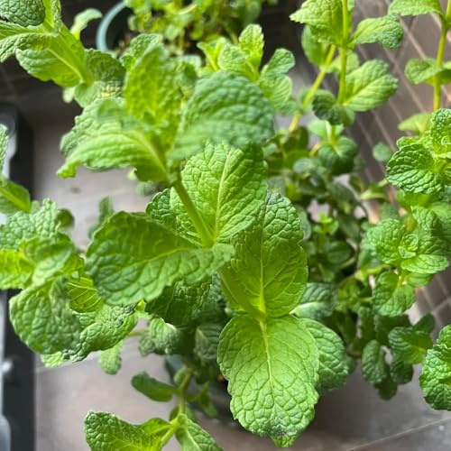 Semi di menta piperita, menta verde, da giardino roccioso resistenti rare da cucina semi di medicinali selvatiche 500pcs