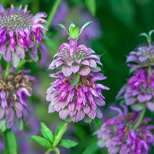 Welldales 50 Giant Sweet Purple Essential Lemon Herb Seeds UK Monarda Bergamot Bee Balm