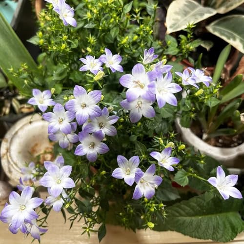 Semillas de campanilla-Campanula Medium,de jardín,largo período de floración para una de jardín,fácil de plantar.400pcs