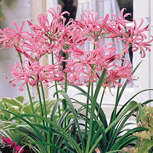 Nerine Bulbs Bowdenii Pink Hardy Flowering Bulbs Bowden Cornish Lily Garden Plants Pink Blooms Easy to Grow Your Own Outdoor Garden Flower Plants 5X Bulbs by Thompson and Morgan