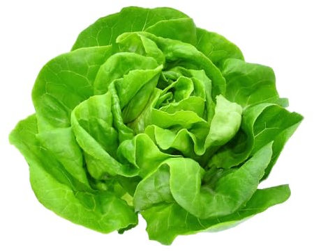 Sachet de graines de Laitue Novappia - Les Graines Bocquet