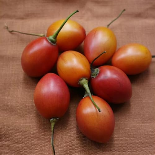 Semi di tamarillo - semi di da balcone resistenti frutto colonnare pomodoro da frutto frutteto colonnari serre balcone pomodoro 85pcs