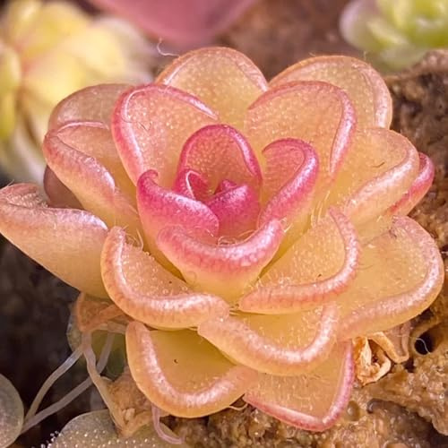 Fettkraut, Pinguicula vulgaris, balkonpflanzen Fleischfressende, gartenpflanzen winterhart zimmerpflanzen 350Samen