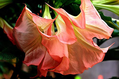 Portal Cool Brugmansia 'Ecuador rosa' 5 Semi'S Tromba Angelo