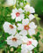 Lavatera x olbia 'Blushing Bride' ca. 11x11 cm Topf - Strauchmalve, zartrosa Blüten, Blütezeit Juni-September, ideal für Rabatten, bienenfreundlich, pflegeleicht