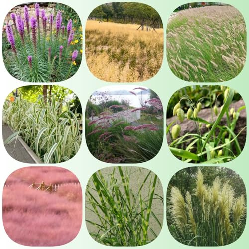 Semillas de ornamental - para lugares soleados ornamentales resistentes para semillas de decoración de ornamentales semillas orgánicas 800pcs