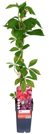 Garden Center Shop | Plantas Trepadoras Naturales | Bignonia, Wisteria, Jazmín Estrella, Madreselva, Passiflora, Hiedra (Parthencissus Quinquefolia (Falsa parra))