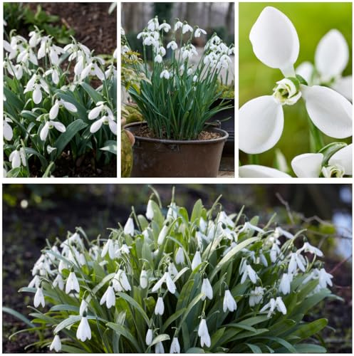 Snowdrop Galanthus Bulbs Super Collection - 50 Bulbes de Fleurs à Planter Exterieur - Plantes Vivaces Exterieur - Rustique - Naturelle Plantes de Hollande (pas de graines, non artificiels)