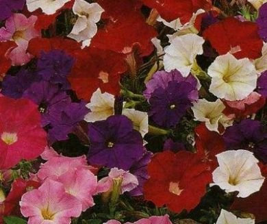 Country Value PETUNIA Bedding Mixed Seeds