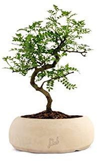 Pepe Bonsai Altezza 30 cm, Pianta Vera, Pianta da Interno, Vaso Artigianale di Terracotta- Bianco