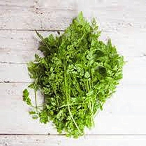 Chervil Seeds, Herb, 500+ Seeds, Non GMO, Use The herb Fresh to Flavor vinaigrettes.