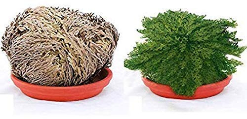 Rosa di Jericho - Jerico - Gerico - Selaginella lepidophylla