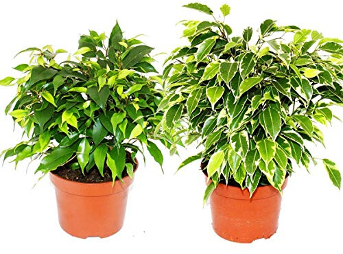Exotenherz - Kinky-Duo - Set mit 2 verschiedenen Buschigen Birkenfeigen - Ficus benjamini Kinky - 12cm Topf