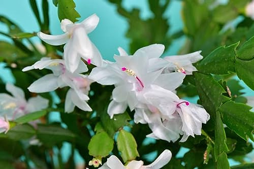 2 White Christmas Cactus Live Plant (Cream White) - Indoor Houseplant