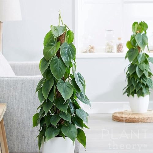 Plant Theory 80cm Philodendron Scandens Sweetheart Plant Heart Leaf Trailing Indoor Plant 19cm Pot