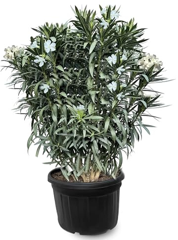 Nerium Oleander Wit 220-240 cm - Algoros