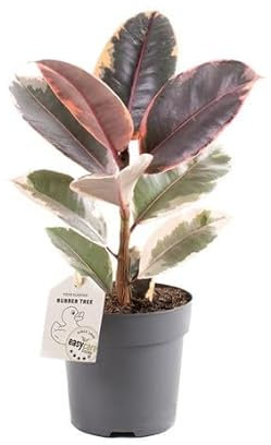 Ficus Elastica Ruby Natural la Belleza Rosa en un Árbol de Interior