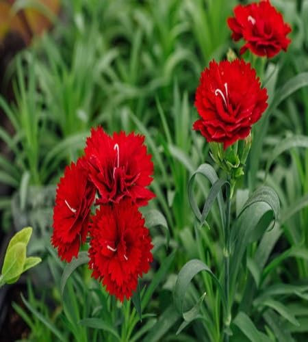 Neue, frische Nelkensamen, 100 Stück