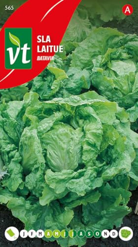 Lettuce Batavia Seeds - Head with Pleasantly Crisp Leaves - 3 g - Seeds: 800