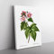 Blooming Raspberry Bush By Pierre Joseph Redoute Vintage Canvas Wall Art Print Ready to Hang, Framed Picture for Living Room Bedroom Home Office Décor, 76x50 cm (30x20 Inch)