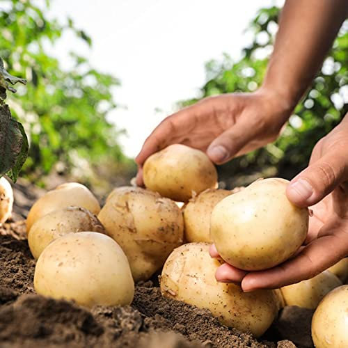 Kartoffel - Bio Kartoffelsamen - Solanum Tuberosum - resistente Kartoffelsamen zum Pflanzen außerhalb Ihres Hauses - Züchten Sie Ihren eigenen Stadtgarten - 10 Stück