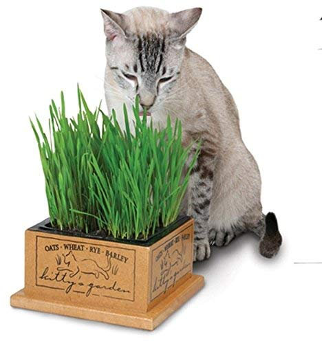 seedsown 10 Graines Pistachier Noix (Pistacia Vera)