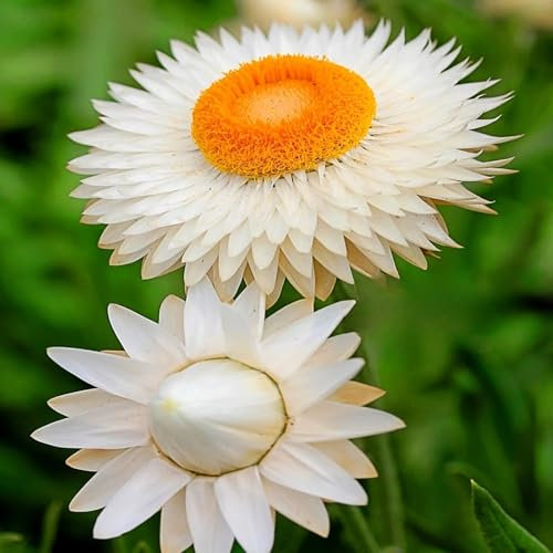 Strawflower White - Helichrysum bracteatum - 900 Seeds + Plant tag + Freebie - Everlasting Flower