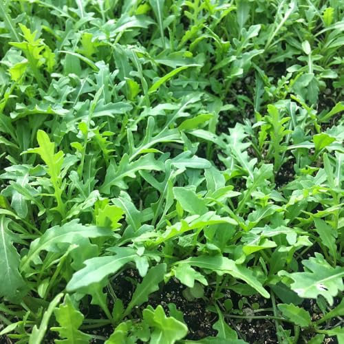 rucola samen winterhart - rucola pflanzen samen, pflanzensamen, gemüsesamen alte sorten rucolasamen bio mehrjährig, nachhaltige geschenke, alte gemüsesorten samen winterharte 80pcs