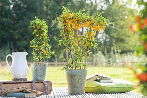 Pyracantha 'Saphyr Jaune' 60-80 cm - Gelbe Feuerdorn, gelbe Beeren, immergrün, ideal für Hecken, bienenfreundlich, winterhart