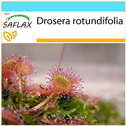 SAFLAX - Confezione regalo - Rosolida - 50 semi - Drosera rotundifolia