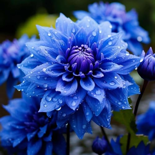 Dalia resistente al invierno, fácil de cultivar, fácil de cuidar, larga floración, doble floración, multicolor de alto rendimiento. Varios colores, -8 dalias -D