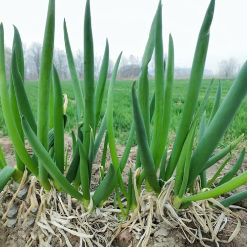 200 pcs porree samen winterhart - lauch samen - gemüsesamen bio, balkon beet Porreesamen (Allium porrum) alte gemüsesorten samen, kräutergarten gemüsebeet, samen gemüsebeet balkon,