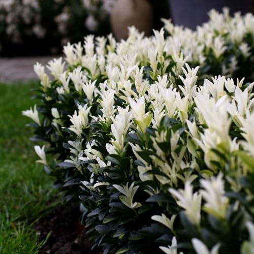 Vivai le Georgiche - Pianta vera di Euonymus japonicus Paloma Blanca Euonymus japonicus 'Lankveld03' Evonimo del Giappone - vaso Ø 18 cm - altezza alla vendita 20-30 cm