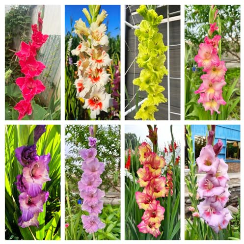 Bombilla de gladiolos,perennes resistentes,Decoración de jardín,para plantar,decoración de sala de estar moderna.de jardín,fácil de plantar.8pcs
