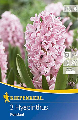 Kiepenkerl 533389 Hyazinthe Fondant (3 Stück) (Hyazinthenzwiebeln)