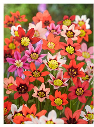 Oliwier's Bulbs 20x Sparaxis Tricolor Mix Summer Flowering Bulbs Garden Hardy Perennial Beautiful Harlequin Flower, Yellow,Orange,White,Red,Pink,Black