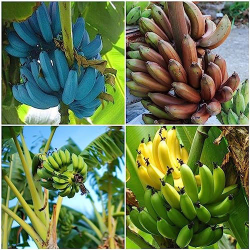 5 pcs bananenbaum pflanze samen exotische früchte topfpflanzen draußen winterhart bananensamen bananen samen,Musa sikkimensis, bonsai baum pflanzenkübel spezielle samen obstbaum plant