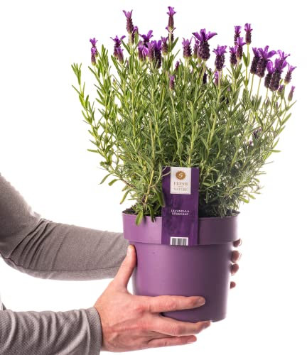 Plante de lavande française, petits arbustes persistants pour jardin, Lavandula Stoechas en pot de 3L.