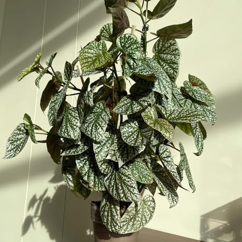 Forellenbegonie Samen - büropflanzen, zimmerpflanzen Begonia maculata - zimmer pflanze pflanzen samen samen alte sorten grünpflanzen zimmerpflanzen indoor plants for living room 200pcs