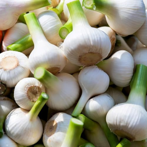 semillas de ajo para de invierno, aromáticas ajo invierno para camas elevadas, jardín balcón sombra, cocina 40pcs