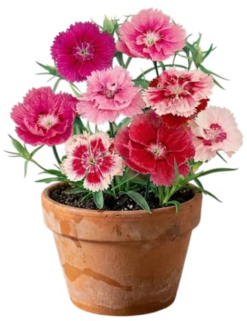 Clavel Chino de Floración Abundante para Jardín y Terraza | Semillas de Clavel Chino para Espacios Soleados – DECOALIVE
