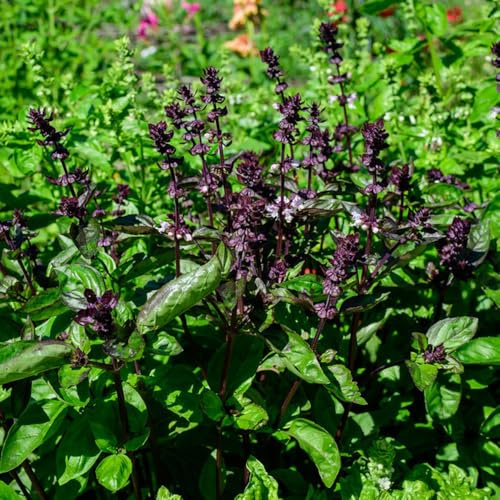 semillas de albahaca resistentes en en antiguas variedades de hortícolas trepadoras interior decoración sala estar raras 150pcs