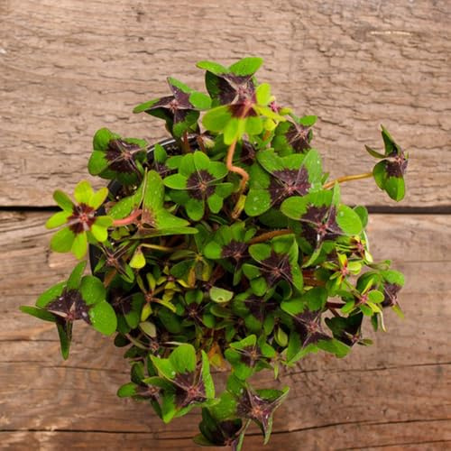 semi di trifoglio fortunato biologici - foglia di trifoglio - balcone, aiuole rialzate, quadrifoglio, decorazione del giardino 15pcs